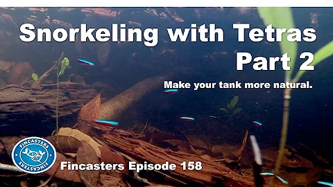 Snorkeling with Tetras part 2 Fincasters Episode 158