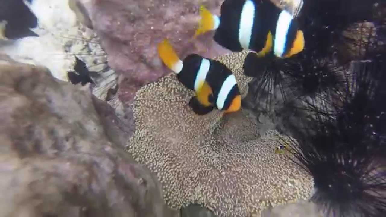 Snorkeling Pulau Weh - Iboih