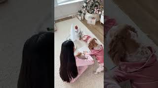 Pinkmas day 5: Christmas date with my dog pinkmas Vlogmas... #Shorts #lauu_kzallaz Details