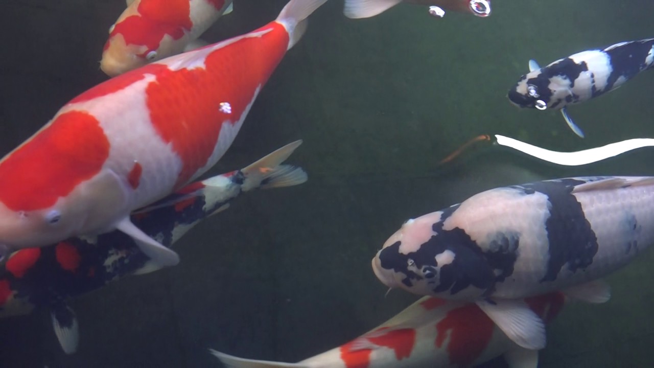Inside Showpond KoiAqua 01-March-2017