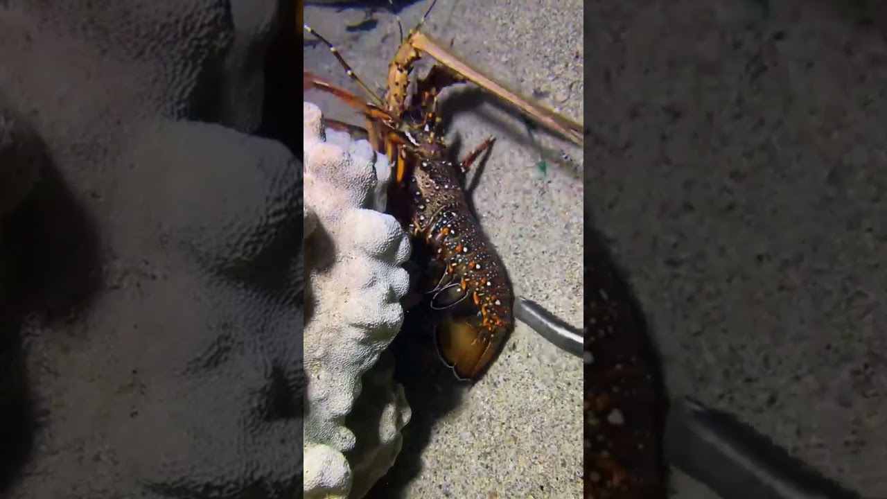 Rare Big Catch - Worth It！PX0515 