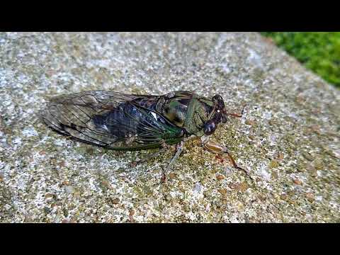 Demo Reel - Cicada crawling and in hand V25093