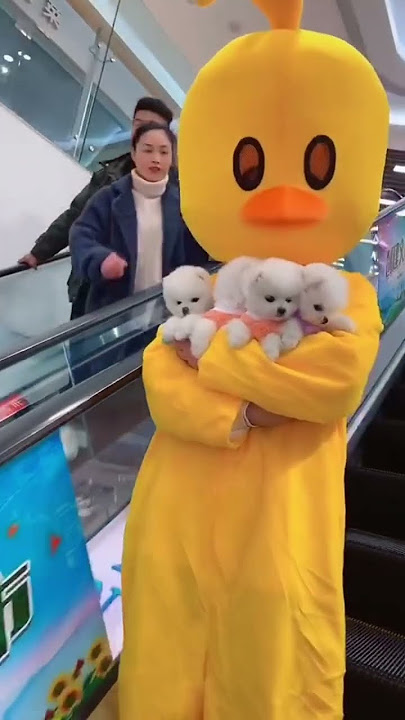 Anjing nyang cute lagee nyan, galak droeneuh