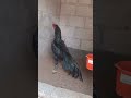 Rooster fighter black