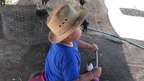 Again Qaib California