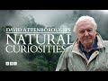 David Attenborough's Natural Curiosities | BBC Select