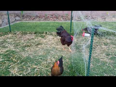 How to stop rooster attacking you