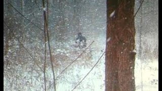 Ohio Bigfoot on Camera & Minerva Sasquatch Taking Chickens