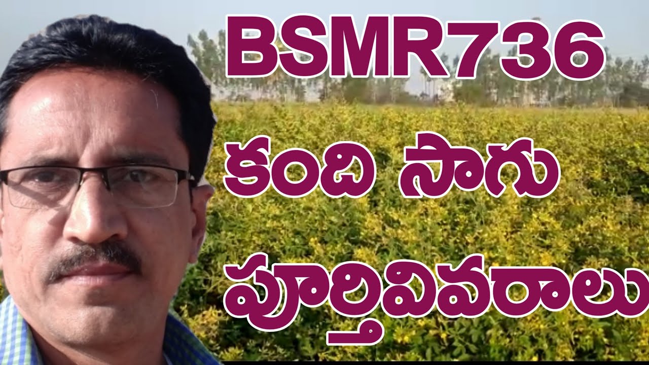 BSMR736 Red gram Cultivation|Red Gram Cultivation|Kandhi Sagu|BSMR 736 కంది సాగు పూర్తి వివరాలు.
