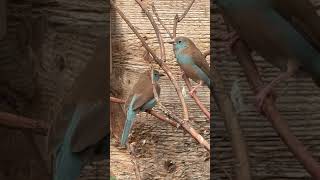 Red-cheeked Cordon-bleu Females – Two Beautiful Birds Together 🌿🐦