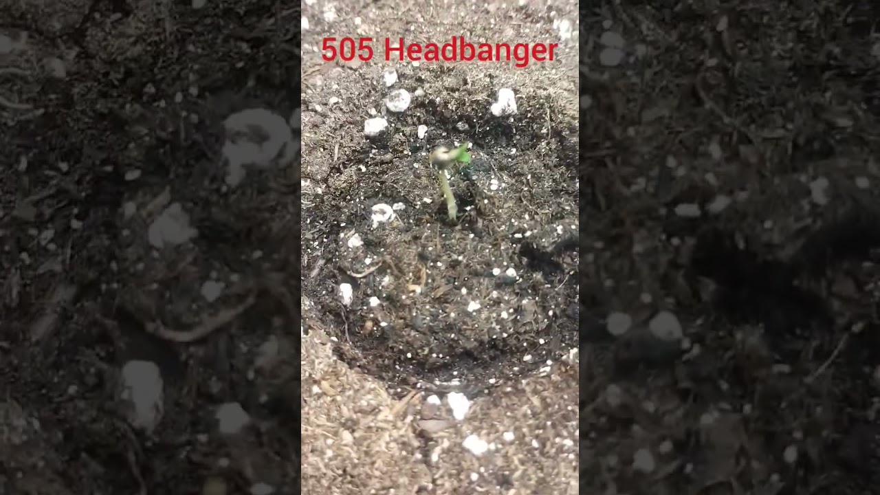 505 Headbanger Mephisto Helmet Head 