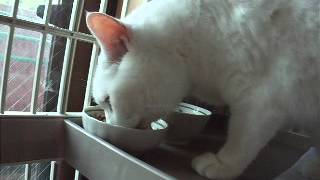 盗み食い...Steal to eat