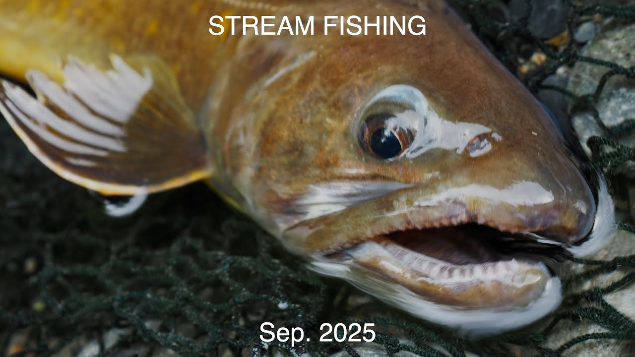 南アルプス、源流泊。尺上ヤマトイワナを求めて【渓流釣り】