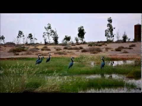 صوت الكرك او الرهو مجموعة ابوفيصل 