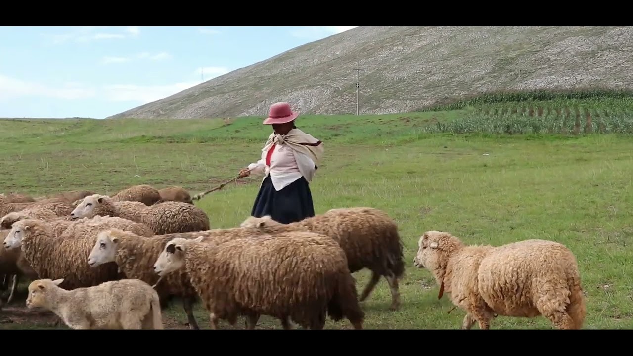 Sheep Voice , Sheep Sound Effect , Lamb Sound , Lamb Voice , Animal Sounds great for kids or