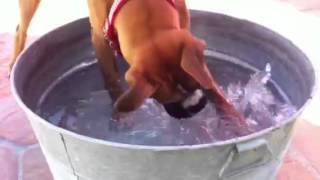 Ruby the Boxer