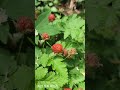 제천 도시숲의 풍경과 소리를 들으며 둘러보기