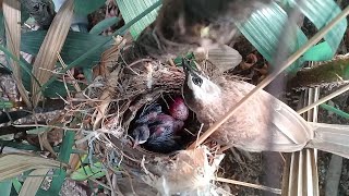 Burung trucukan membuat sarang mengeram Hingga menetas