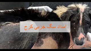 The Rescue of a dog with severe Mange/امداد سگی با جرب شدید