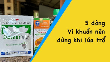 5 dòng vi khuẩn nên xài trong mùa mưa