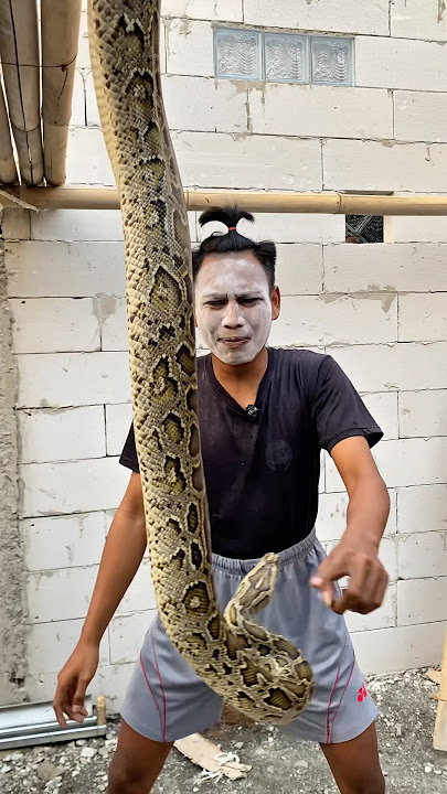 Cemong is shocked! 😱 He said there was no snake, but one appeared above his head! #shortvideo #sh...