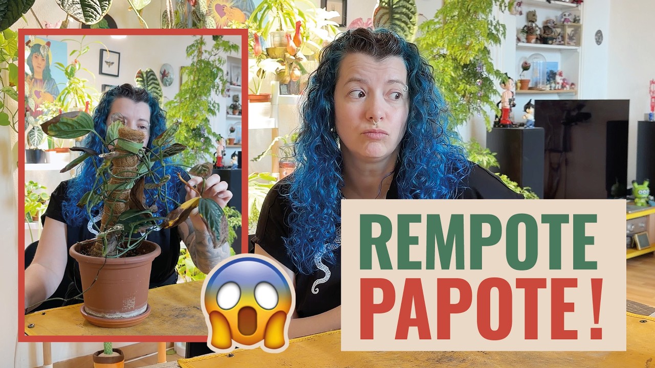 👩‍🌾 Rempote Papote (ou sauvetage...) de mon Monstera Karstenianum Peru 🪴