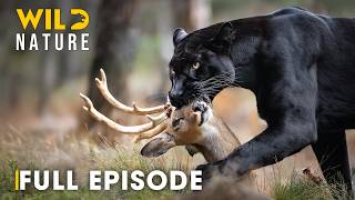 Shadow Predators (FULL EPISODE) | The Most Brutal Fight for Survival | Animal documentary