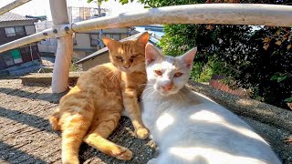 坂道の途中で出会った猫、座ると隣に座ってきてカワイイ