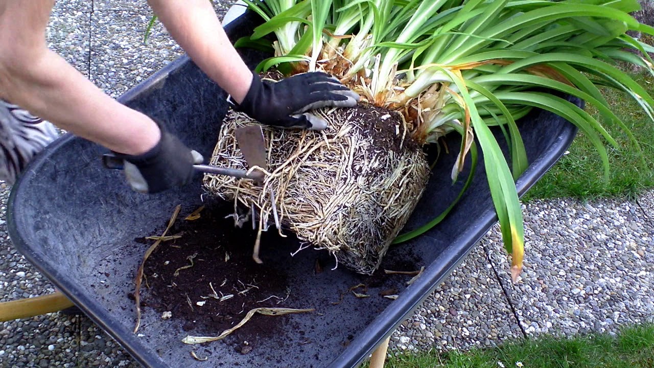 Agapanthus Schmucklilie teilen Lilo Siegel YouTube