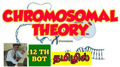 CHROMOSOMAL THEORY OF INHERITANCE | PRINCIPLES OF INHERITANCE AND VARIATION | STD 12