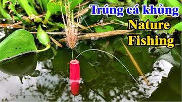 Trúng lớn ổ rô cụ ao nước đen bỏ hoang | Gặp hàng khủng xém gãy cần | THÚ VUI MIỀN TÂY. Tập 445