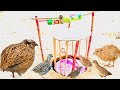 How To Make a Bird Cages At Home | How To Make a Pigeon Trap In Hole | how to set pigeon trap |