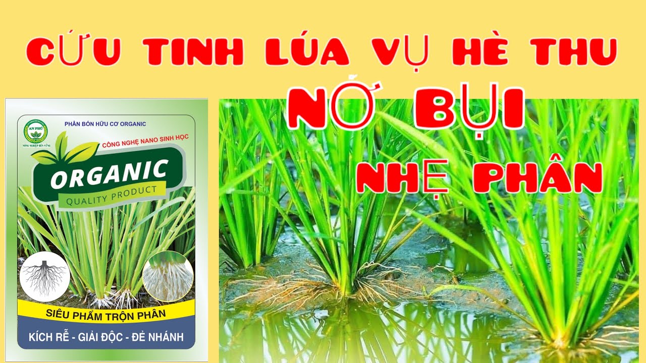 Cứu tinh lúa vụ đông xuân , ra rễ, nở bụi, nhẹ phân bón, hạ phèn, cứng ...