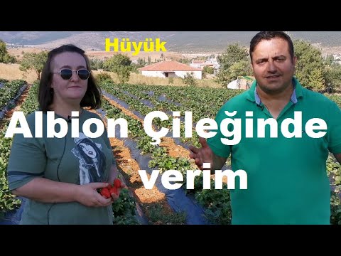 Video: En iyi çilek çeşitleri: fotoğraf, açıklama, yorumlar