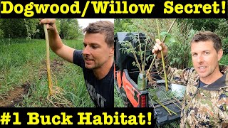 Building Big Buck Habitat!  Planting Willow & Dogwood ROOTED Cuttings for Deer!