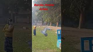 Racing Pigeon Flying || pigeonstatus racingpigeon youtubeshorts shortsstatus shortsspeech