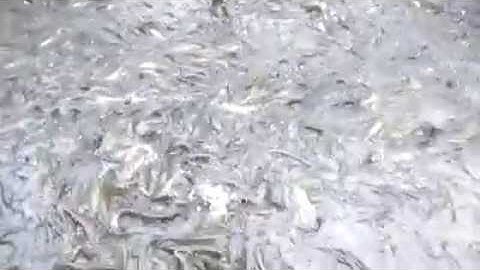 Trại giống cá lóc lớn nhất miền bắc