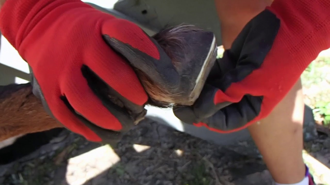 Masports Guide to Hoof Trimming 2 The Trim Summer 2019 YouTube