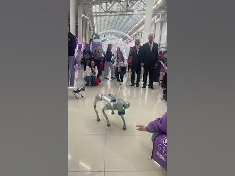 Роботы 🤖 собаки 🐕 на международной 🌎🌍 Конференции в Сочи #robots #робот ...