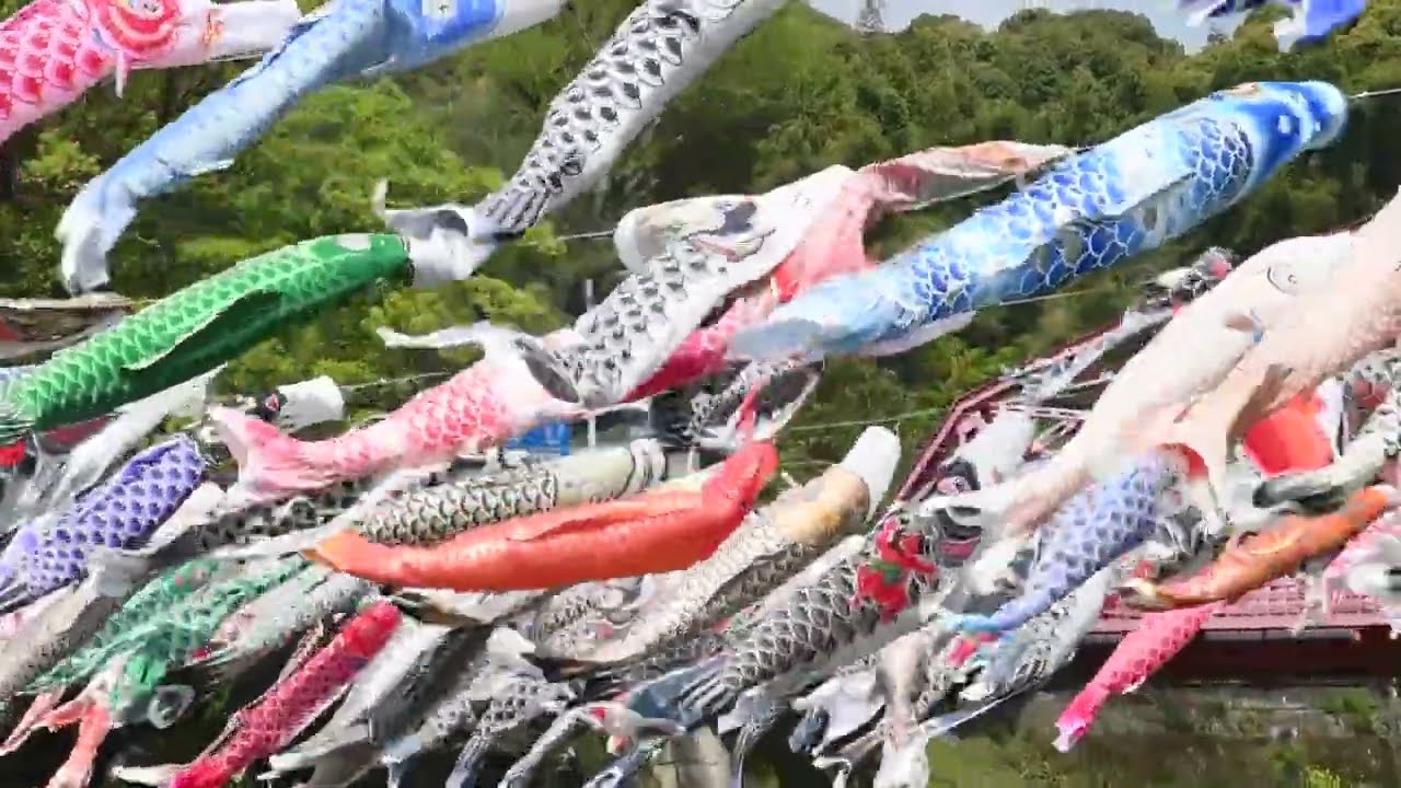 川上峡こいのぼり、300匹が優雅に泳ぐ（2024年4月9日） - YouTube