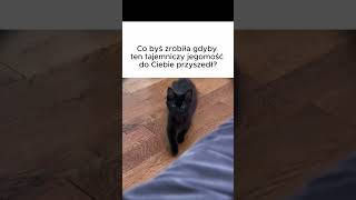 Co by艣 zrobi艂a gdyby podszed艂 do Ciebie ten tajemniczy jegomo艣膰? #koty #mem Co by艣 zrobi艂a gdyby podszed艂 do Ciebie ten tajemniczy jegomo艣膰? #koty #mem
