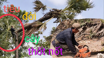 anh thợ cưa hạ cây thốt nốt tám mươi năm tuổi rất to rất cao khá mảo hiểm