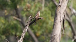 Common hawk-cuckoo juvenile