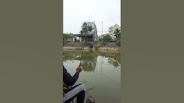 Ngắm phao cá Diếc  #cauca #hoiquancaudai