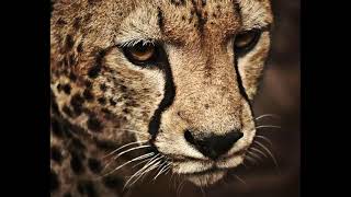 Berkian Ft Mair Ergen - Ee? Dev Getiiir