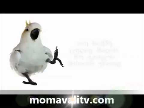 კაკადუს რჩევები