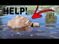 RESCUING MY GIANT TORTOISES FROM FLOOD WATERS!