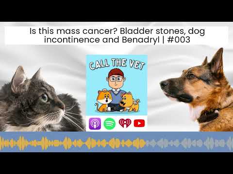 Is this mass cancer? Bladder stones, dog incontinence and Benadryl | #003