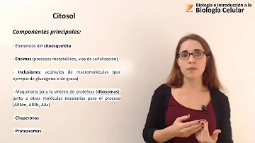 O que é Citoplasmatica?