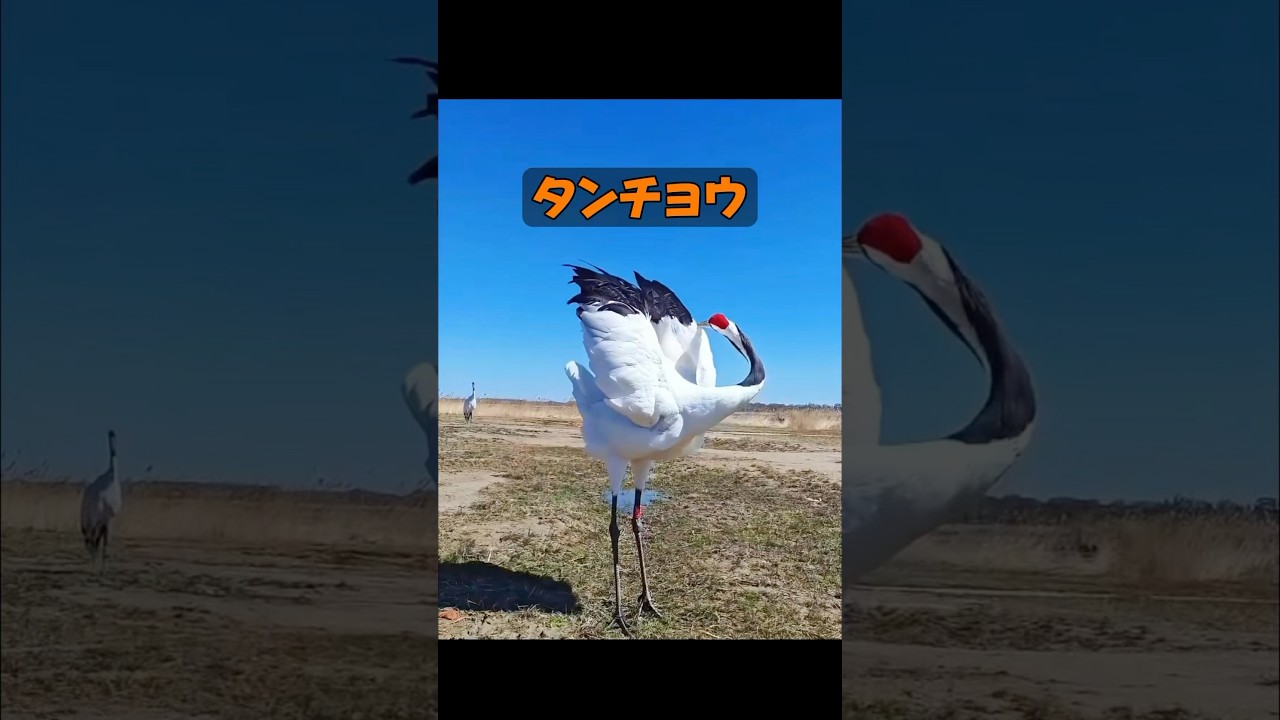 鶴は吉祥の象徴ですか？ #animals #動物プロダクション #自然 #動物